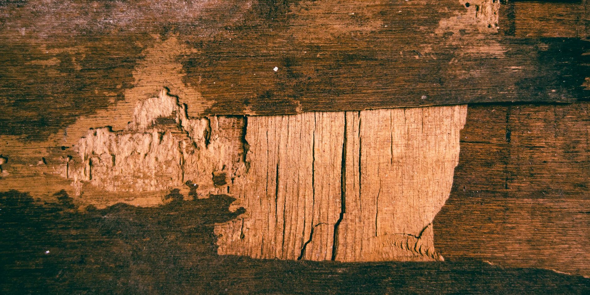 Pest Control: How to Check for Termites