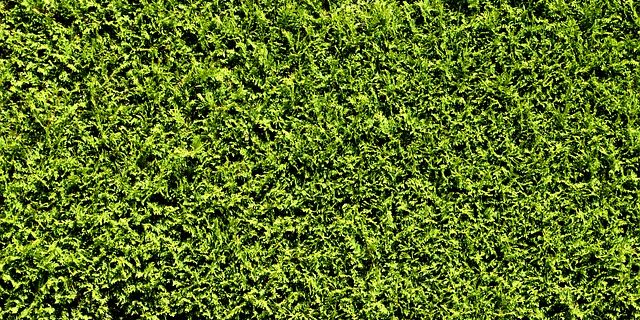 5 Plants for Backyard Privacy